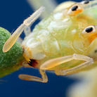 Snowy tree cricket feeds on leaf from a mountain dalea plant.