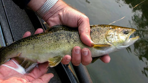 Wide: The Chinook salmon caught by Gov. Kulongoski