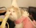 Sundae Cat