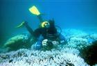 Bleached reef