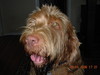 User Profile Photo