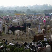 Bullock bazaar [Harshad Sharma]