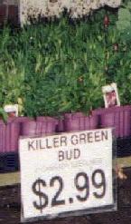 Odd Plants